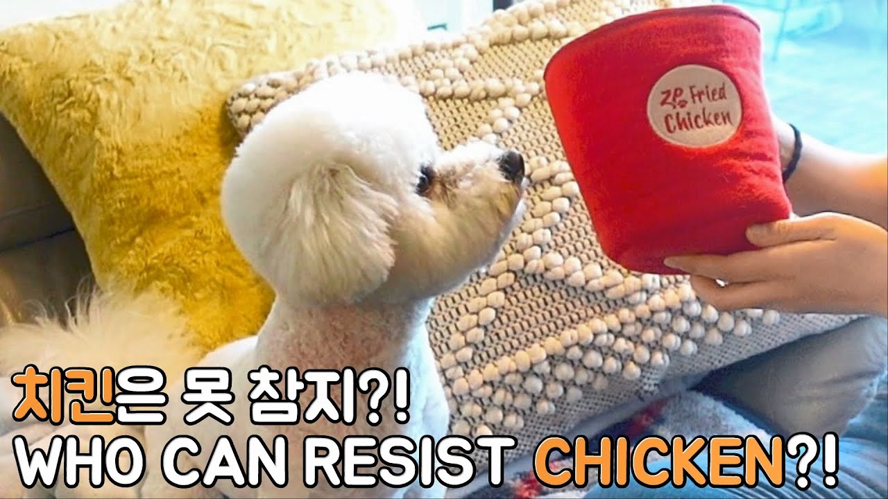 Can Bichon handle chicken?! SOM-thing Special nosework toy dog cannot resist!