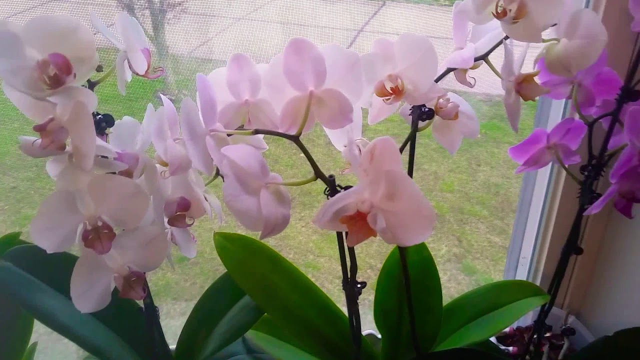 Phalaenopsis)💚💕COMO CUIDAR ORQUIDEAS | HOW TO  TEKE CARE OF ORCHIDS