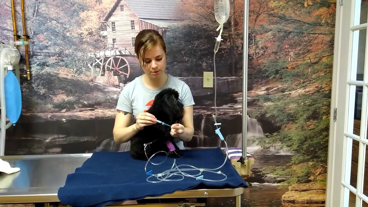 How to Care for your Pet's I.V. Fluids (2/2)