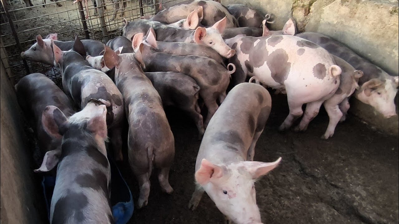 FEIRA DO PORCO DE CAMPINA GRANDE-PB 11/03/2026