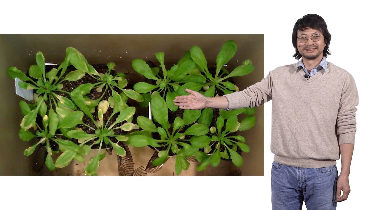 Sheng-Yang He (Michigan State U. and HHMI) 2: The effect of climate in plant disease