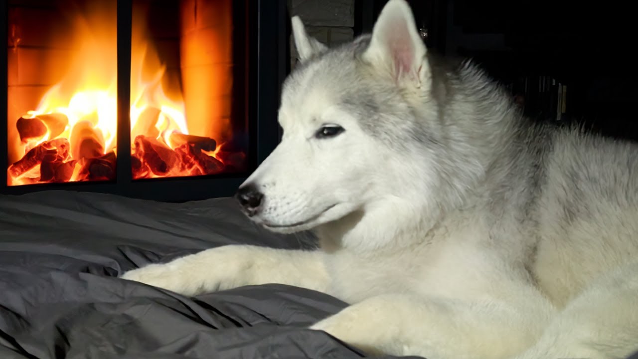 Dogs in the DARK During The ICE STORM! We Lost Power!