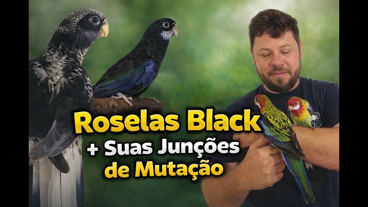 Roselas Black: Entenda as Mutações e Suas Combinações.
