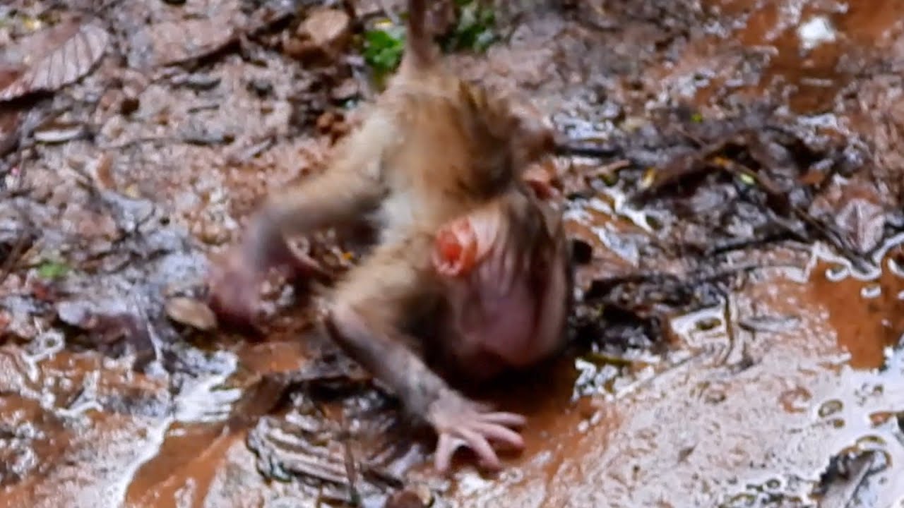 OhGod! Very Pitiful Baby Monkey Leo I So Adorable Monkey I So Lovely Baby Monkey .