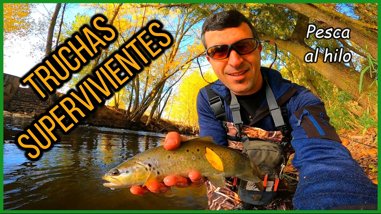 Pescando truchas supervivientes #fishing #flyfishing #catchandrelease #trout #browntrout #river