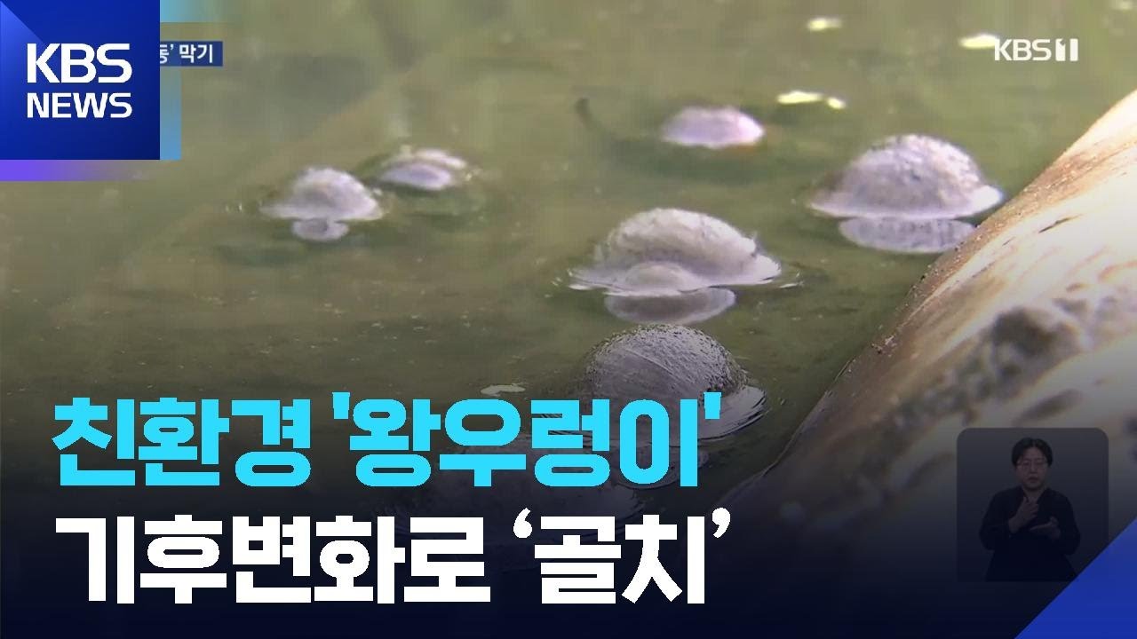 친환경 왕우렁이 농법…기후변화로 ‘골치’ / KBS  2026.02.07.