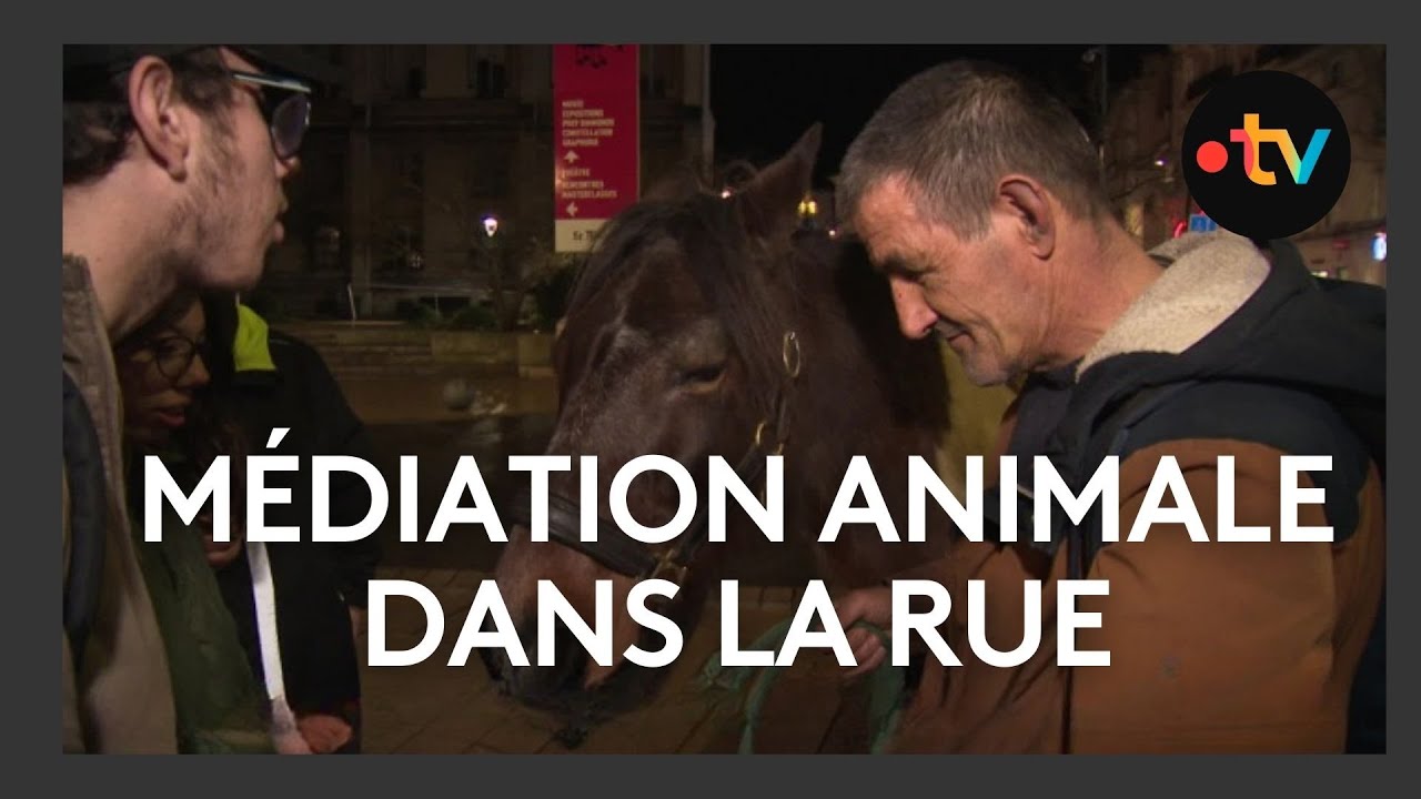 Maraude animale à Angoulême avec la ponette de l'association Omega