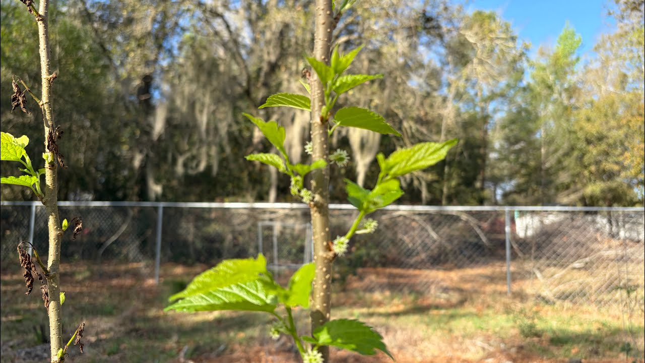 What freeze?  Cold-tolerant plants for your Florida food forest