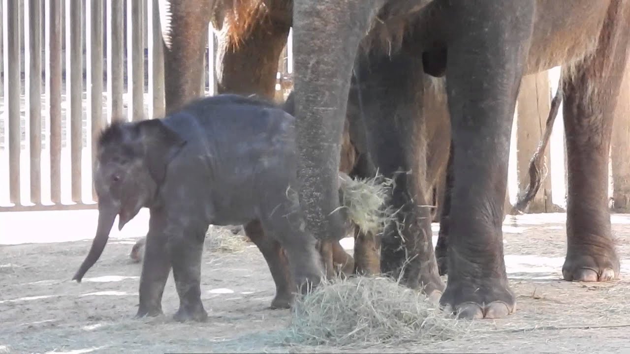 Bowie and Belle (baby elephants at the Fort Worth Zoo) 2013