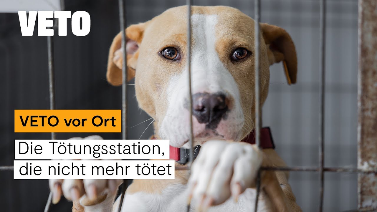 Futter für die Tötungsstation – VETO vor Ort Rumänien Teil 3