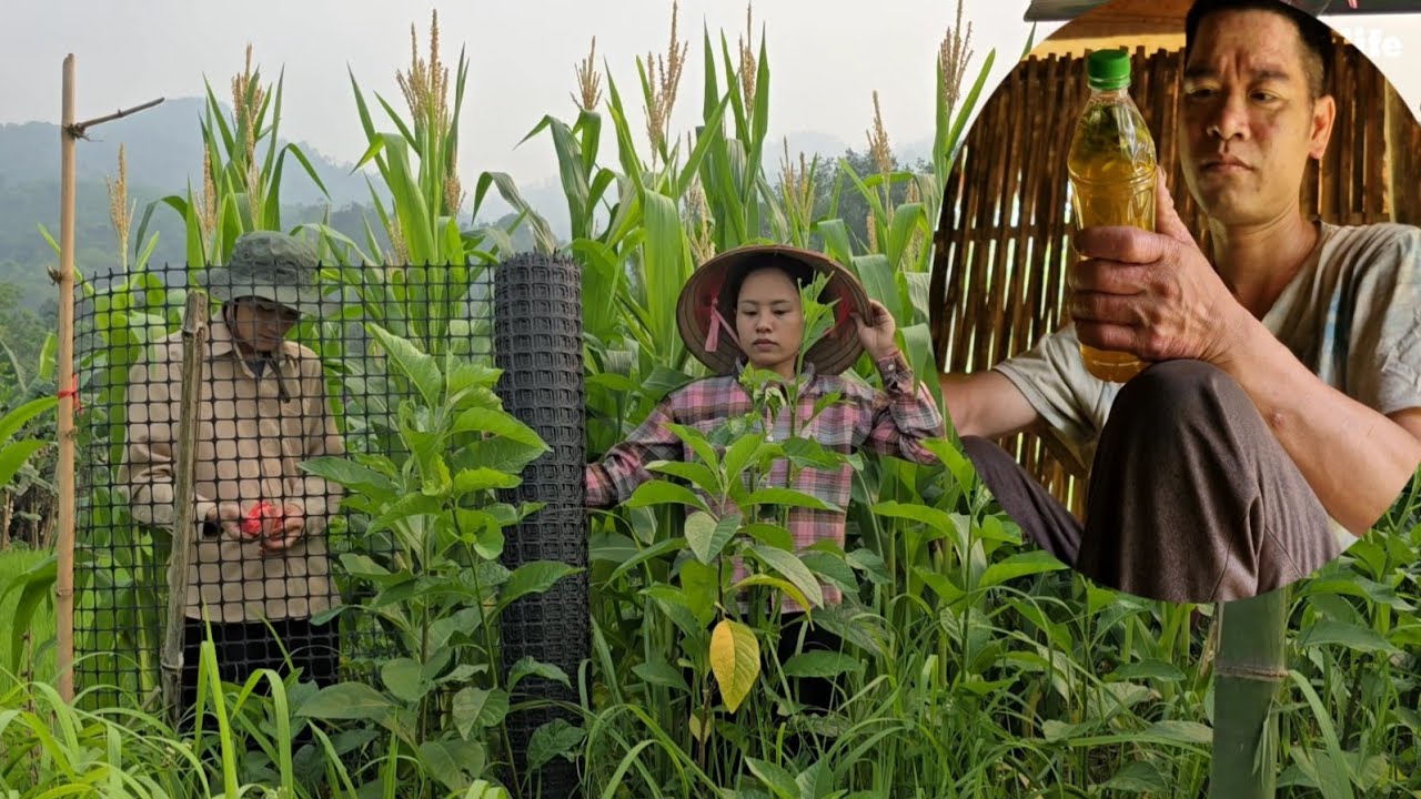 Ly Tu Lien and Tien is repairing the fence around her house. Her father is being tempted by alcohol.