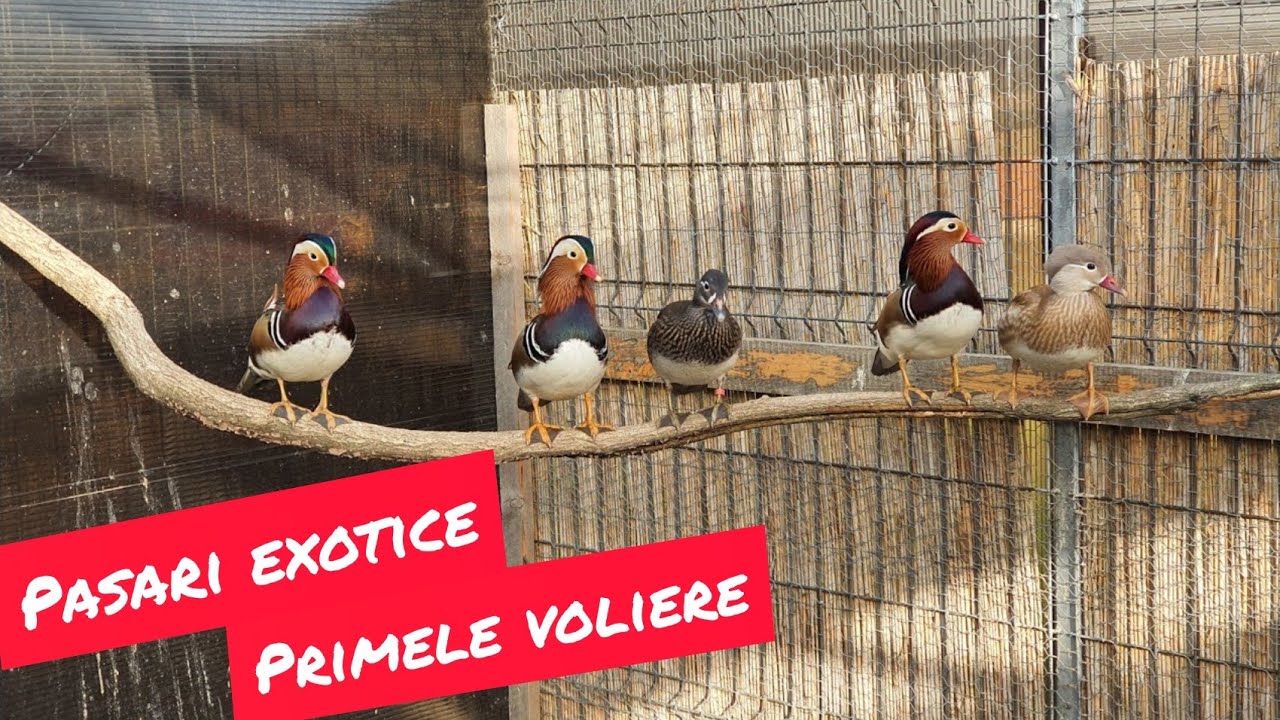 Voliere cu pasari exotice -Exotic birds aviary