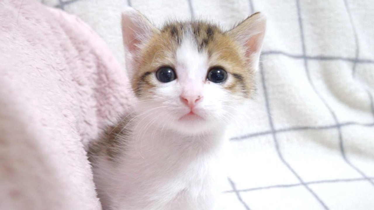 姉子猫のおてんばっぷりにSOSを送ってきた弟子猫【赤ちゃん猫　保護猫】