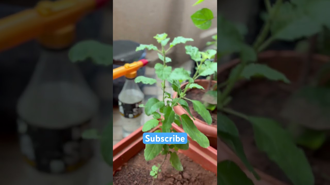 Plant  must grow in house @medhaswivlogs #trending #plants #medical #healthtip #tulsipuja