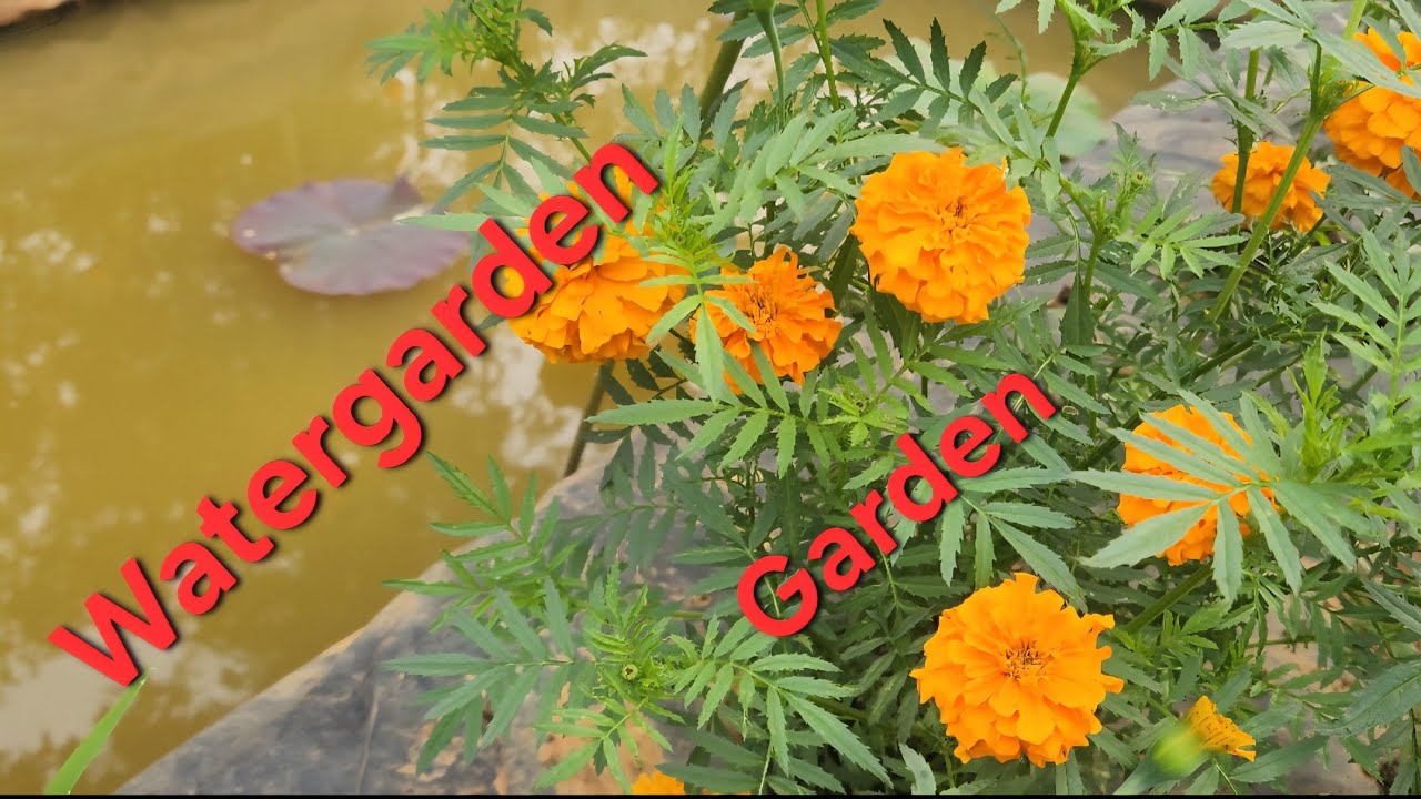 BEAUTIFUL GARDEN AND WATERGARDEN. 💐  FLOWERS BLOOMED AT GARDEN .🏵 LOTUS POND AT HOMEWITHFISH.🪷