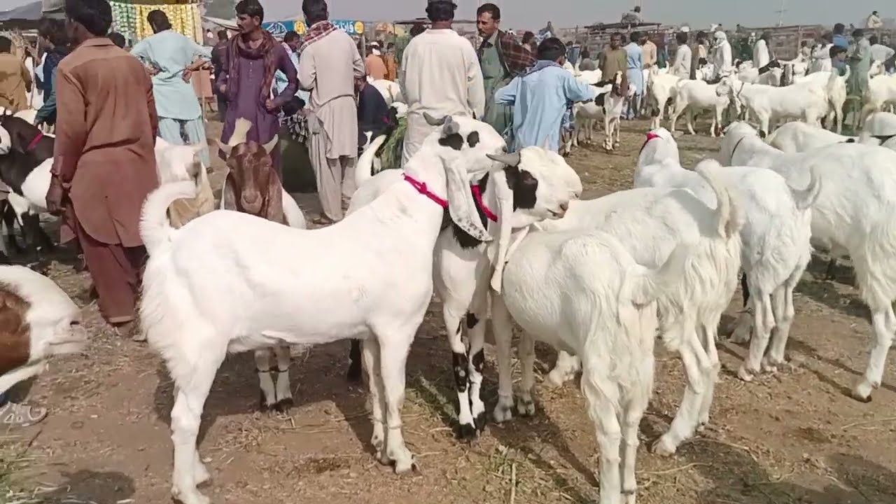 Tando Adam bakra mandi today