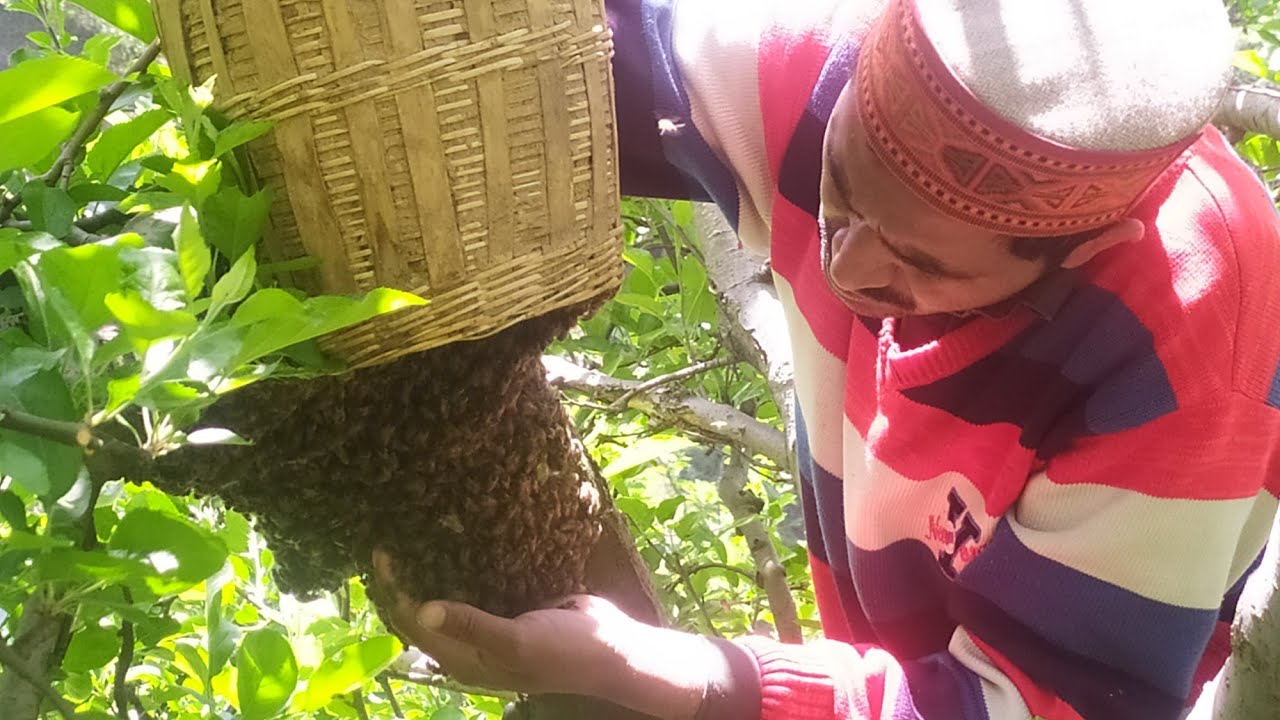 Aj mere traditional log beehive se first division huaa 🐝❤️