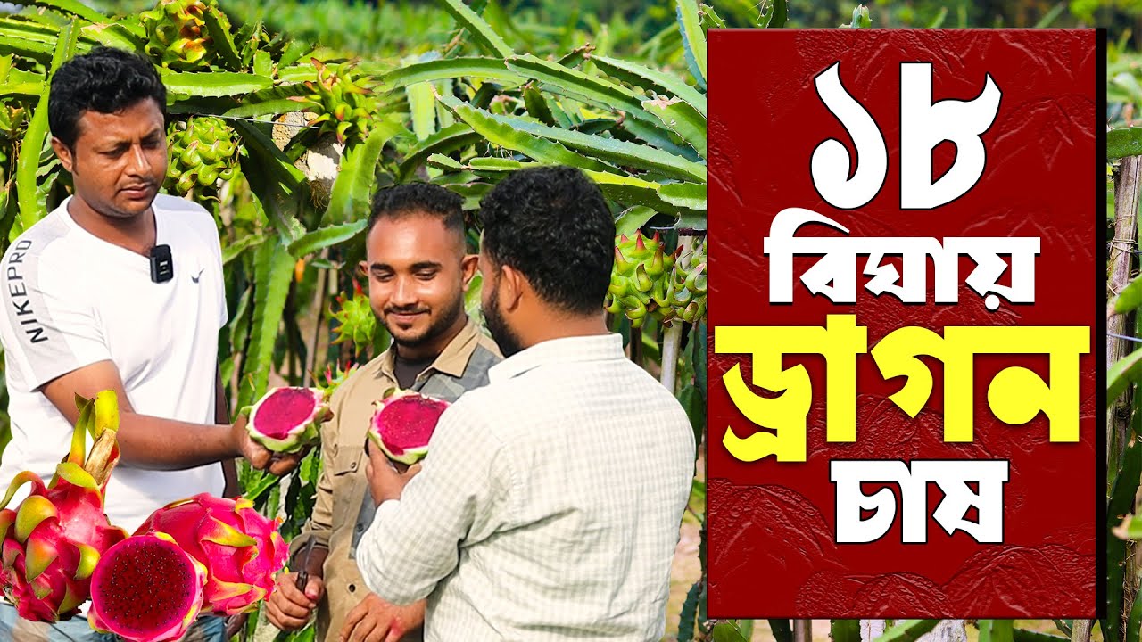 ১৮ বিঘাতে উচ্চ মূল্যের ফল- ড্রাগন চাষে সফলতা দেখছে উদ্যোক্তা | ড্রাগন ফল চাষ পদ্ধতি | Dragon Farming