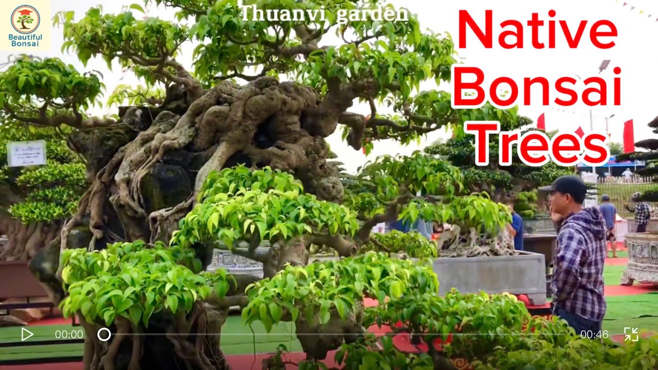 Different from native tree lines - Vietnamese Bonsai