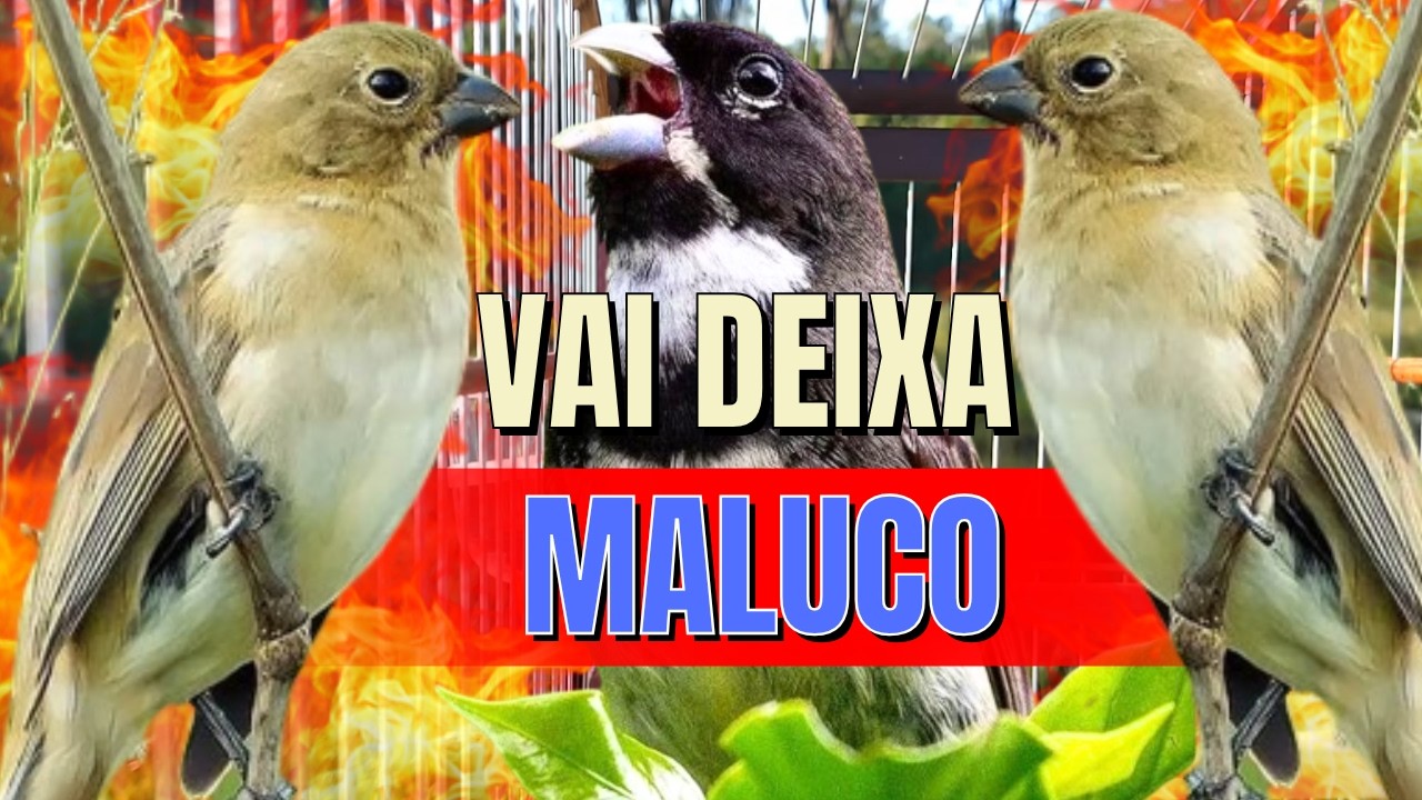 Esquentar coleiro com Piado de fêmea de coleiro e coleiro tui tui  cantando Esquentar coleiro tui