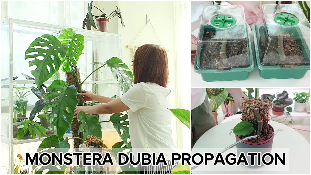 Monstera Dubia Propagation | Progress After Two Months 🌿🌿