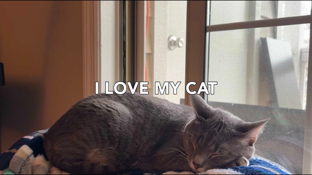 I Love My Cat (I'll Fly Away) - LYRIC VIDEO