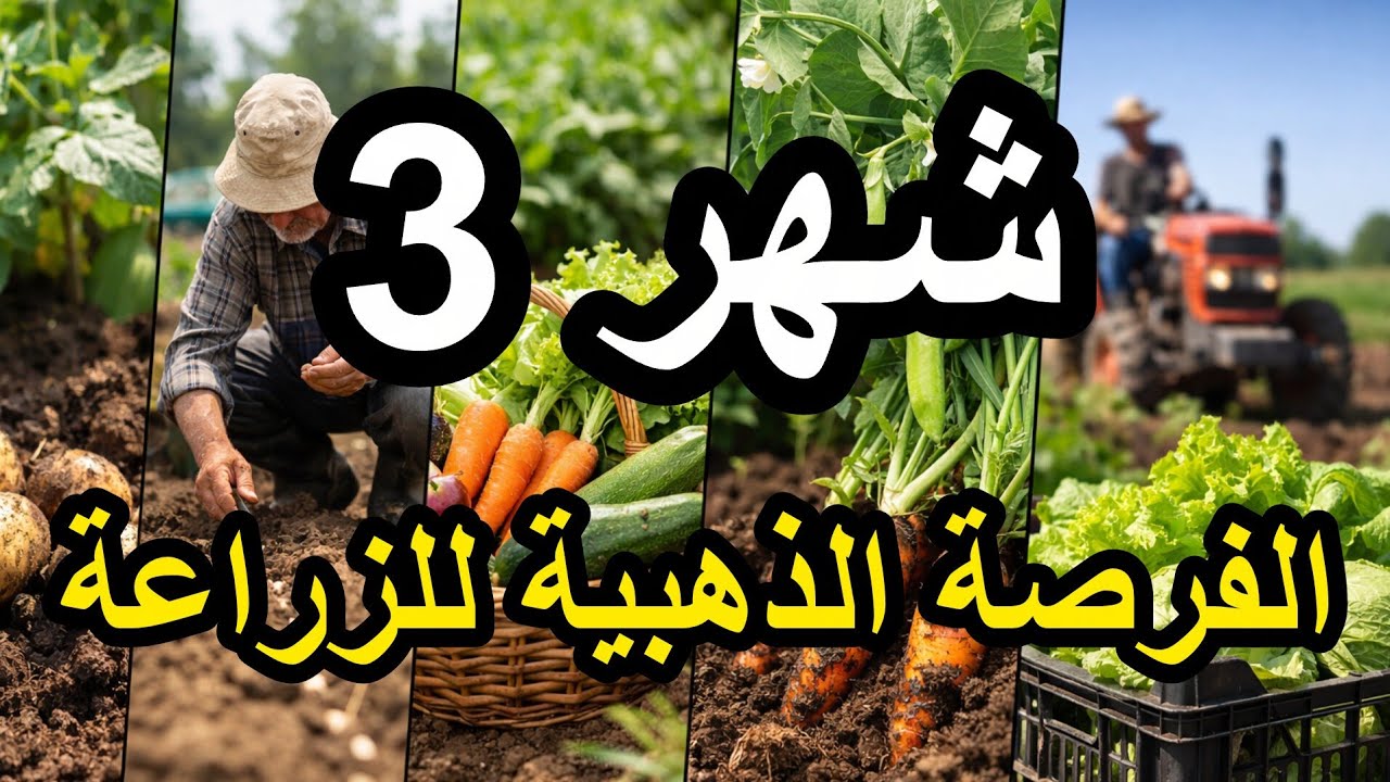 أفضل ما يُزرع في شهر 3 | محاصيل سريعة ومربحة للمزارعين