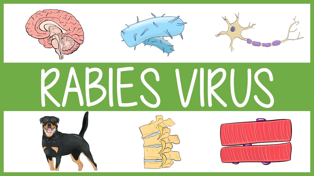 Rabies Visually Explained