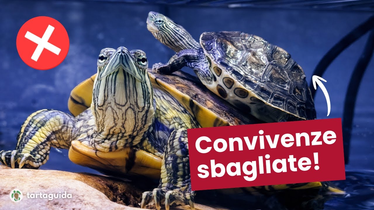 CONVIVENZE tra specie DIVERSE di Tartarughe d'acqua dolce - TartaGuida