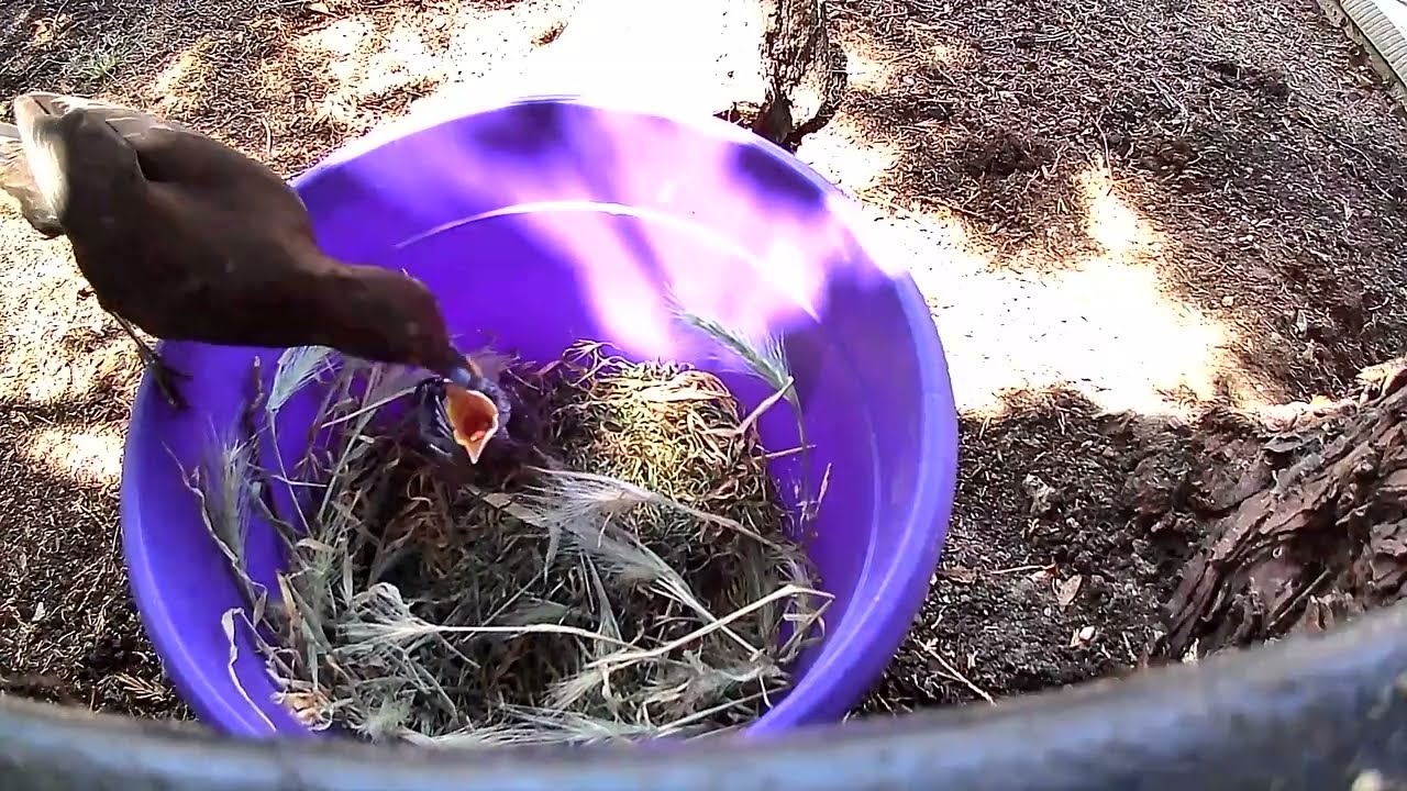 Baby Bird in my Garden #2