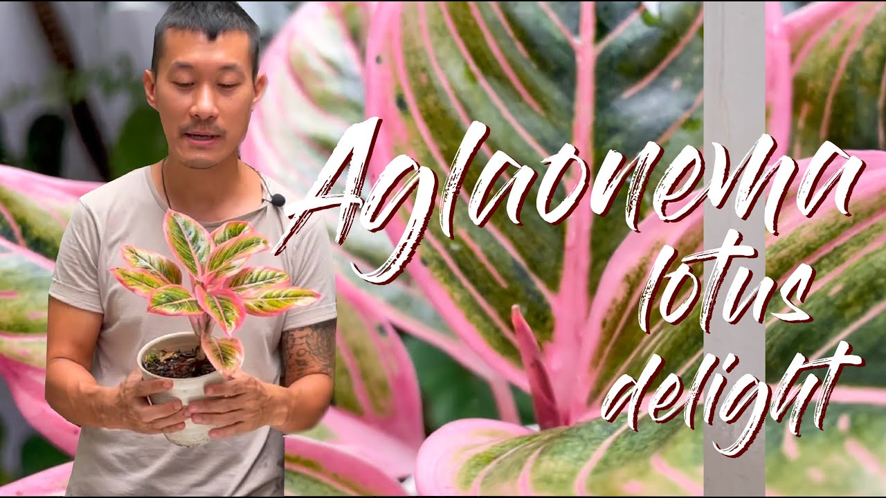 Aglaonema 'Lotus Delight' Care Tips and Propagation - With Sad Updates (I Almost Killed Them All!)