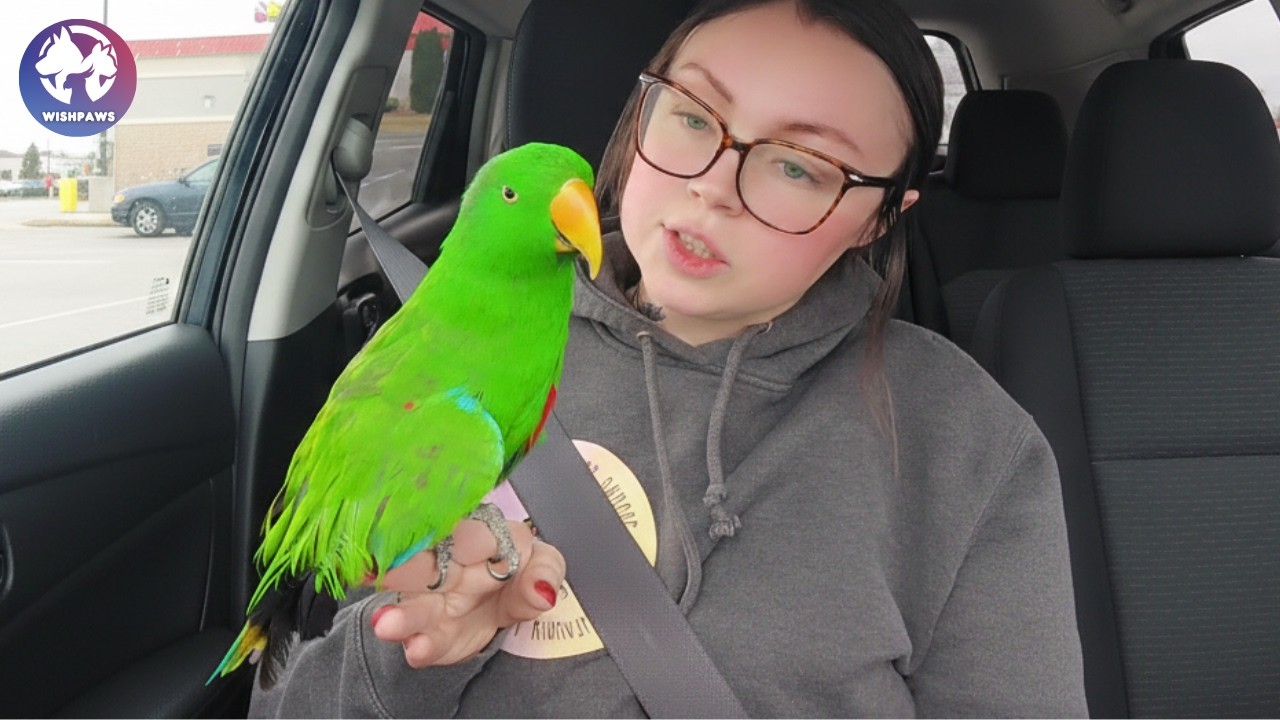 Abandoned Baby Parrot Clings to a Teddy Bear After Being Rescued