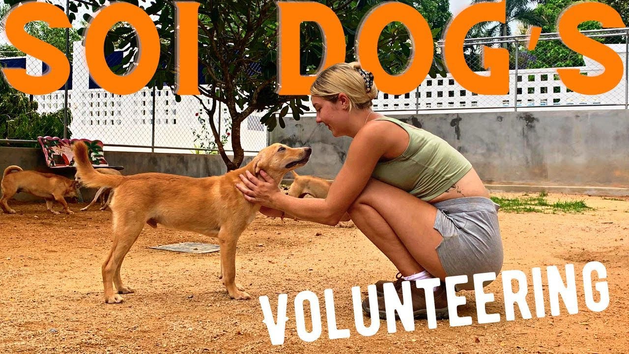 Phuket Travel Vlog | Volunteering At Soi Dogs | Asia’s Largest Animal Shelter