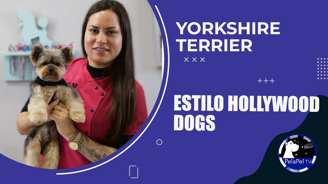 PELUQUERÍA como cortar el pelo a un yorkshire con tijeras CON AZARETH CANTÚ