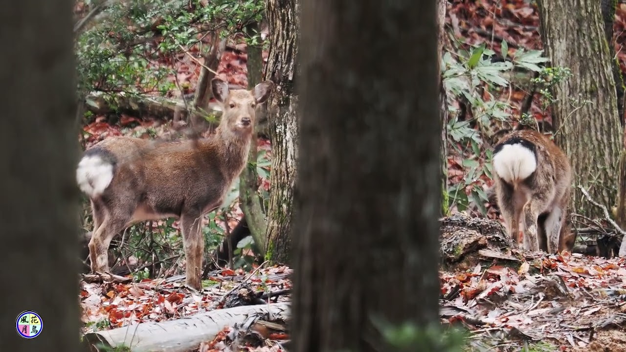 野生動物動画　午年なのにニホンジカ