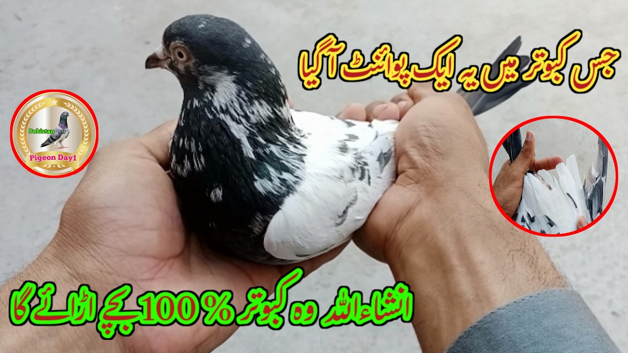 100% Bacchay Udane Wala Kabutar | Pigeon Day1