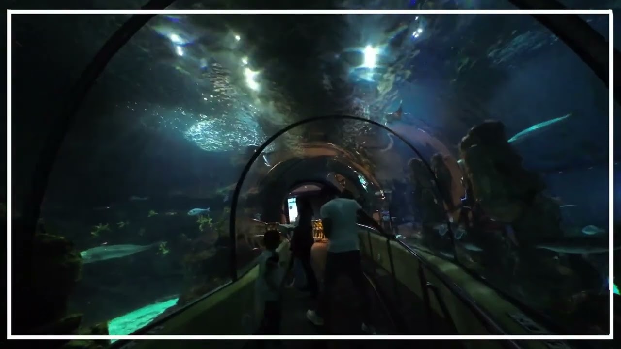 Aquarium de Barcelona ESPAÑA | Recorriendo el Acuario de Barcelona por dentro |  Oceanario
