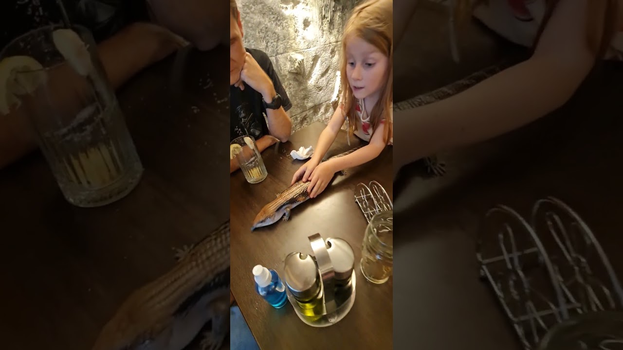 Zoo Cafe Bucharest #zoocafe #shortvideo #viral