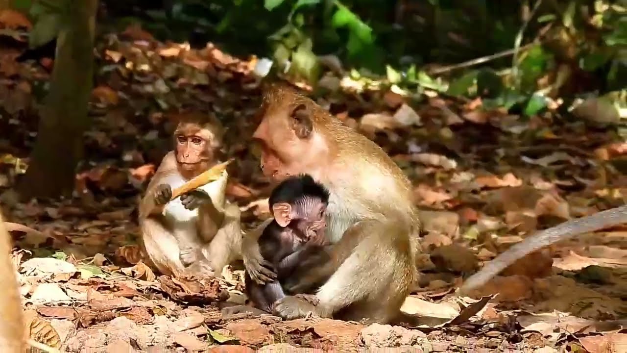 Monkey Grab In Cambodia Good All Monkeys In Khmer #074