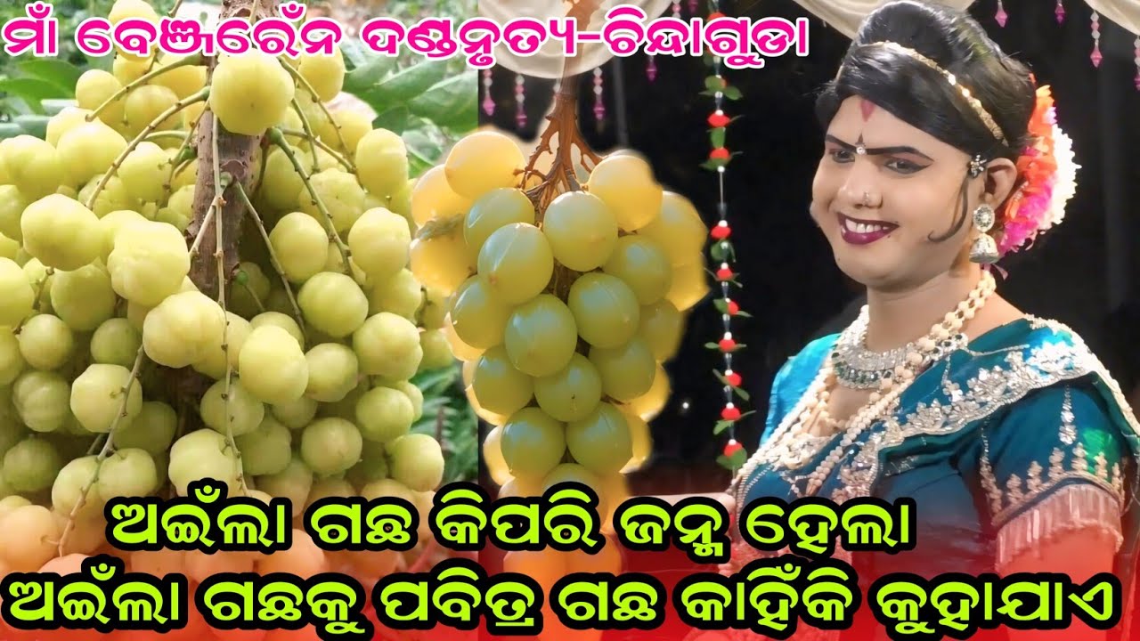 ଅଇଁଲା ଗଛକୁ ପବିତ୍ର ଗଛ କାହିଁକି କୁହାଯାଏ#MAA BENJAREN DANDA NURTYA #CHINDAGUIDA@RupeshMedia1 