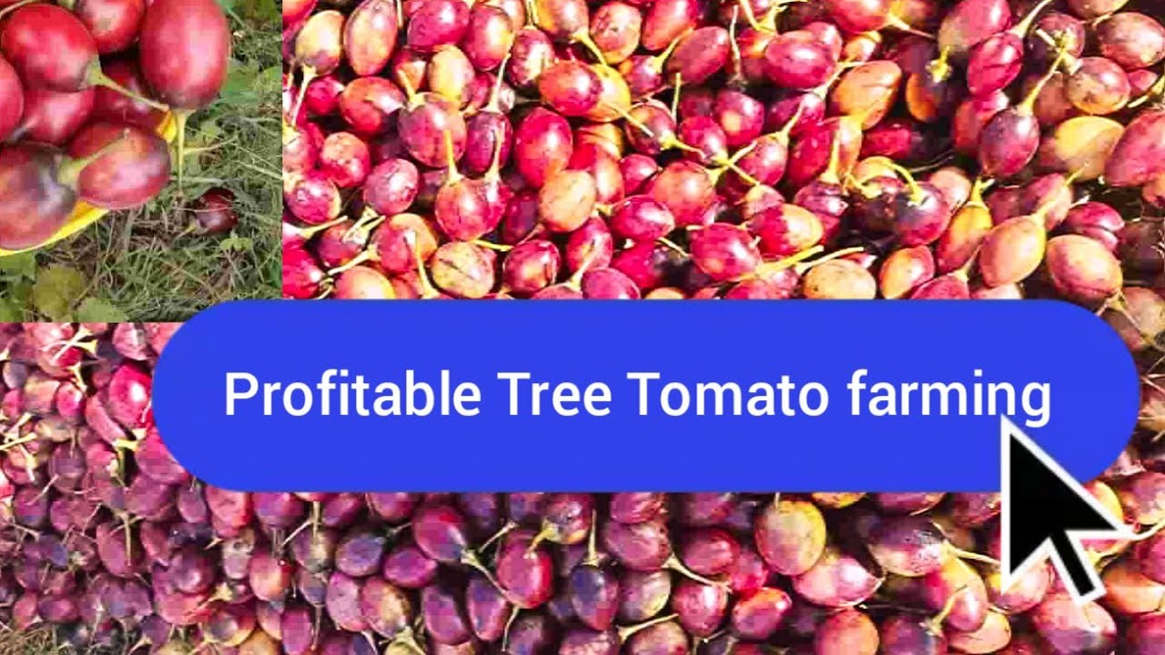 Profitable Tree tomato farming .Tamarillo Farming.  Agribusiness
