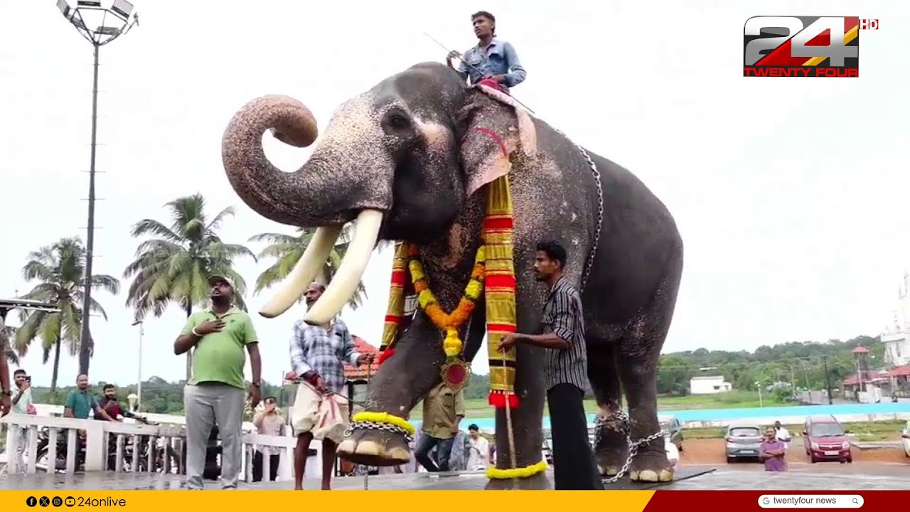 ഉഷാറായി 'പുതുപ്പള്ളി സാധു', ചികിത്സ പൂർത്തിയാക്കി സജീവമാകാൻ പ്രിയപ്പെട്ട കൊമ്പൻ Puthuppally Sadhu