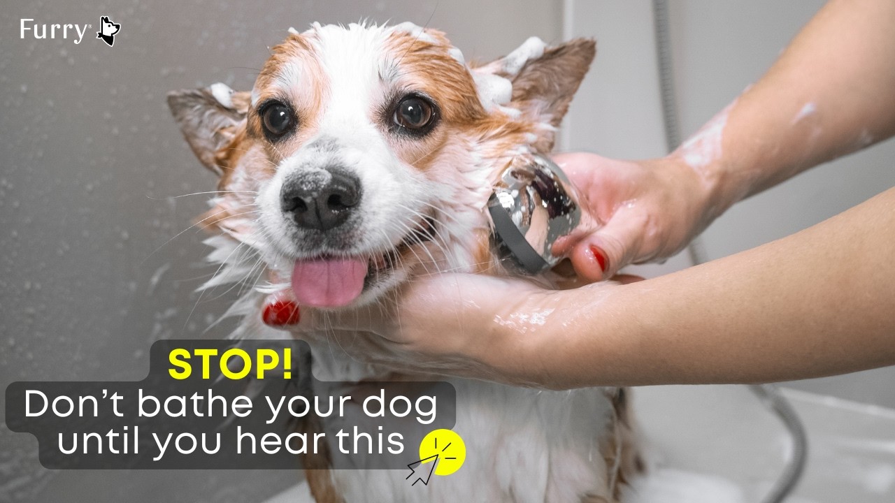 How Often Should You Bathe Your Dog? Most Owners Get This Wrong