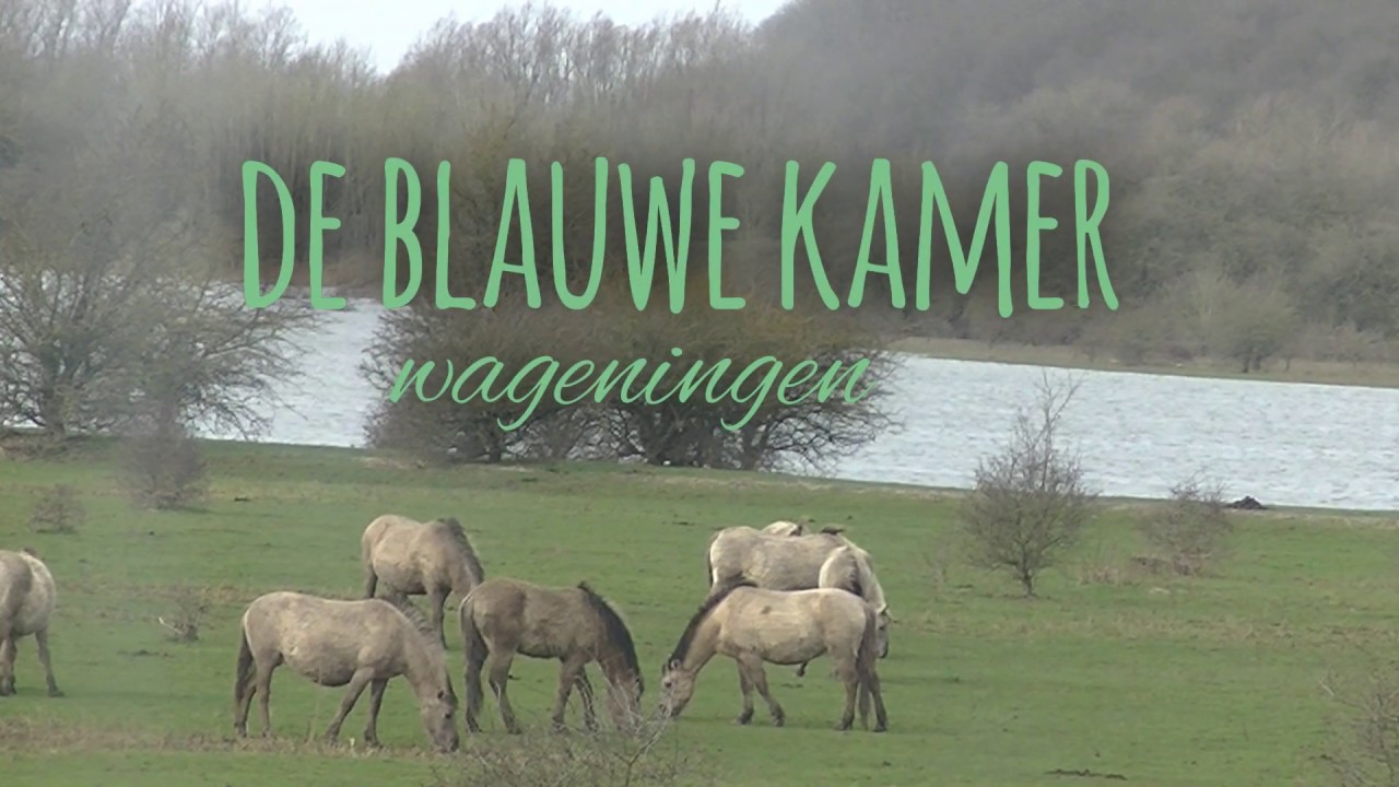 Nature in the Netherlands -  'de blauwe kamer' (Wageningen) &  'de hoge veluwe' (Rheden)