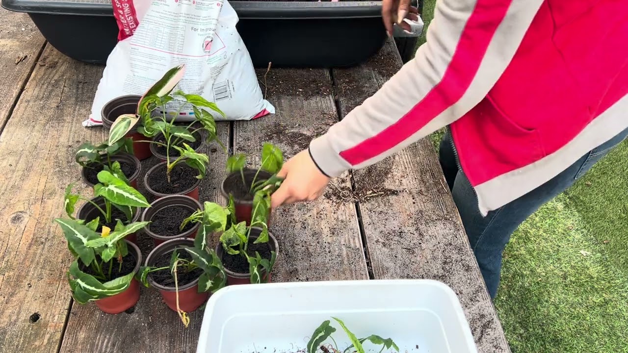 Planting some cuttings #plants #outdoor 