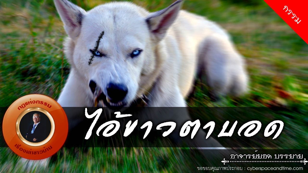 อาจารย์ยอด : ไอ้ขาวตาบอด [กรรม]