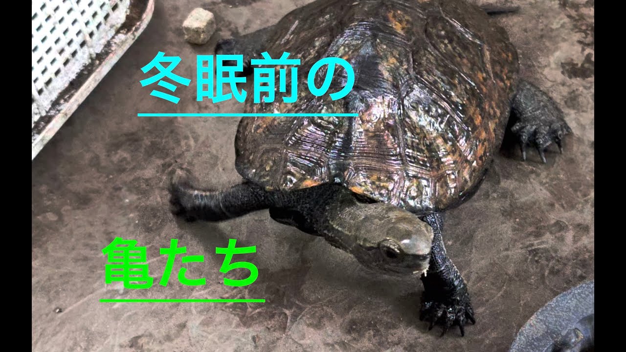亀を冬眠させる前に、緩やかな準備2025-10-18#ニホンイシガメ #セマルハコガメ #亀観察#ドキュメント#亀放牧