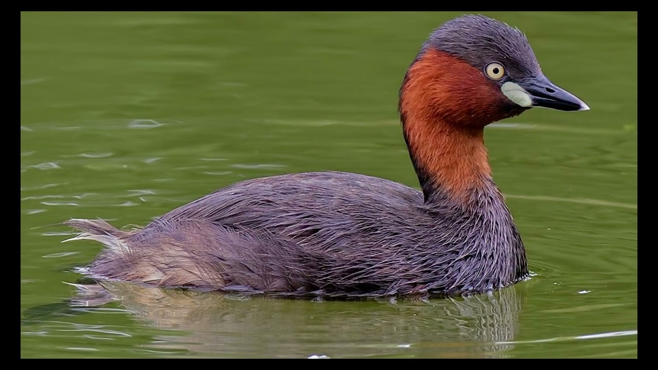 Tachybaptus ruficollis