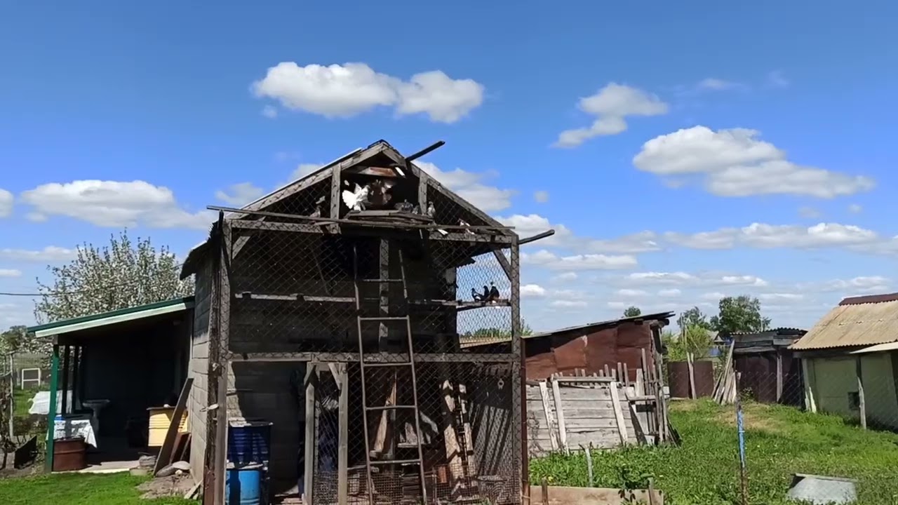 В  гостях у Александра в Георгиевке, разные масти и породы  голубей.