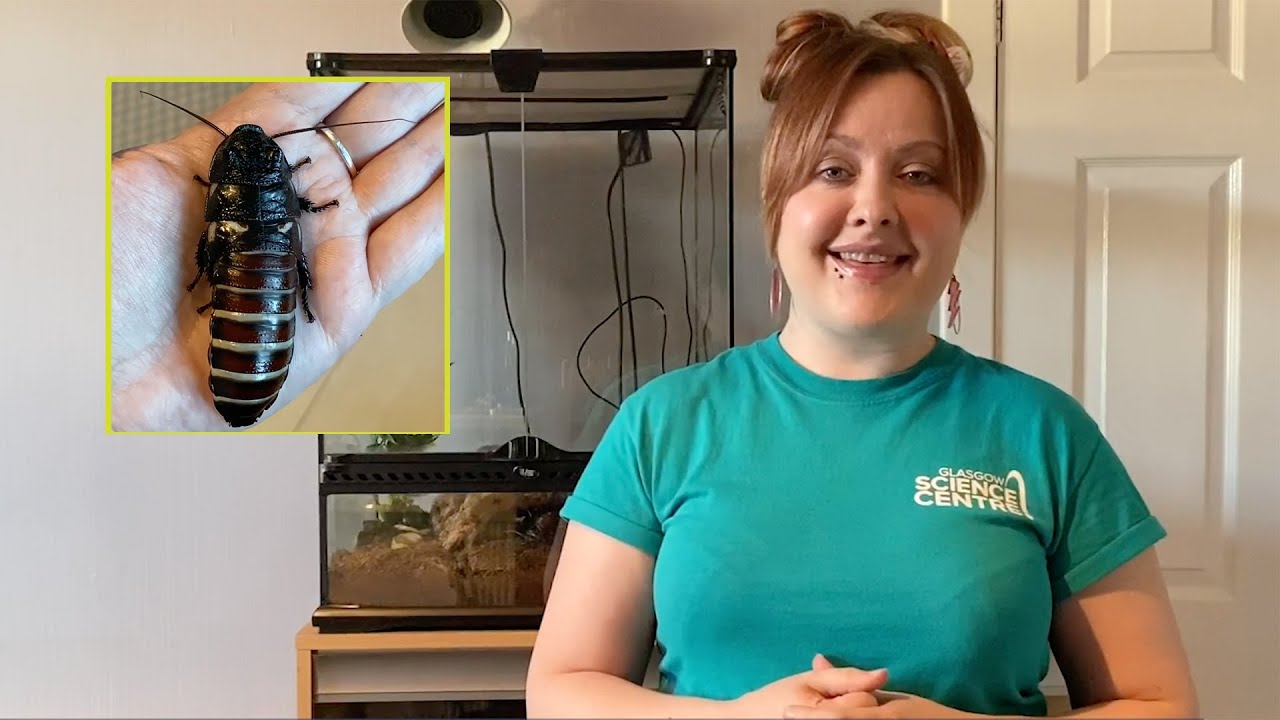 #GSCAtHome: Madagascan Hissing Cockroach Special